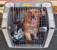 Buy Dog Cage or Crate Online